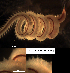  ( - OIMB_071)  @11 [ ] CreativeCommons  Attribution Non-Commercial (2018) Unspecified The Smithsonian Institution National Museum of Natural History, Department of Invertebrate Zoology