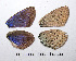  (Plebejus bellieri - RVcoll.09-T563)  @13 [ ] Unspecified (default): All Rights Reserved  Unspecified Unspecified