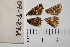  ( - RVcoll.09-T271)  @12 [ ] Copyright (2012) Roger Vila Institute of Evolutionary Biology