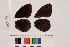  ( - RVcoll.13-S494)  @12 [ ] Butterfly Diversity and Evolution Lab (2014) Roger Vila Institute of Evolutionary Biology