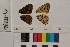  ( - RVcoll.14-B236)  @12 [ ] Butterfly Diversity and Evolution Lab (2014) Roger Vila Institute of Evolutionary Biology