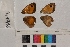  ( - RVcoll.14-B416)  @12 [ ] Butterfly Diversity and Evolution Lab (2014) Roger Vila Institute of Evolutionary Biology