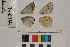  ( - RVcoll.14-D344)  @12 [ ] Butterfly Diversity and Evolution Lab (2014) Roger Vila Institute of Evolutionary Biology