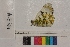  ( - RVcoll.14-E204)  @12 [ ] Butterfly Diversity and Evolution Lab (2014) Roger Vila Institute of Evolutionary Biology