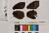  ( - RVcoll.14-E240)  @12 [ ] Butterfly Diversity and Evolution Lab (2014) Roger Vila Institute of Evolutionary Biology