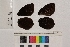  ( - RVcoll.14-E244)  @12 [ ] Butterfly Diversity and Evolution Lab (2014) Roger Vila Institute of Evolutionary Biology