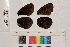  ( - RVcoll.14-E248)  @12 [ ] Butterfly Diversity and Evolution Lab (2014) Roger Vila Institute of Evolutionary Biology