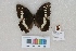  ( - RVcoll.LD-2138)  @13 [ ] Butterfly Diversity and Evolution Lab (2014) Roger Vila Institute of Evolutionary Biology