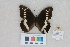  ( - RVcoll.LD-2139)  @13 [ ] Butterfly Diversity and Evolution Lab (2014) Roger Vila Institute of Evolutionary Biology