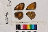  ( - RVcoll.14-J772)  @12 [ ] Butterfly Diversity and Evolution Lab (2014) Roger Vila Institute of Evolutionary Biology
