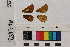  ( - RVcoll.14-L152)  @12 [ ] Butterfly Diversity and Evolution Lab (2014) Roger Vila Institute of Evolutionary Biology