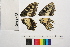  ( - RVcoll.13-T635)  @12 [ ] Copyright (2014) Roger Vila Institute of Evolutionary Biology