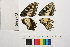  ( - RVcoll.13-T218)  @12 [ ] Butterfly Diversity and Evolution Lab (2014) Roger Vila Institute of Evolutionary Biology