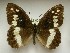  ( - LEP-SS-00953)  @13 [ ] Copyright (2018) Stefano Scalercio Research Centre for Forestry and Wood Italy