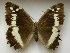  ( - LEP-SS-00955)  @13 [ ] Copyright (2018) Stefano Scalercio Research Centre for Forestry and Wood Italy