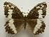  ( - LEP-SS-00967)  @13 [ ] Copyright (2018) Stefano Scalercio Research Centre for Forestry and Wood Italy