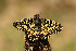  ( - RVcoll. 14-I582)  @13 [ ] Butterfly Diversity and Evolution Lab (2014) Roger Vila Institute of Evolutionary Biology