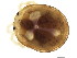  (Monatractides sp0994A - CNC-IMS090094.039)  @14 [ ] CreativeCommons - Attribution (2010) CBG Photography Group Centre for Biodiversity Genomics