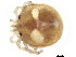  (Monatractides sp0994B - CNC-IMS090094.041)  @11 [ ] CreativeCommons - Attribution (2010) CBG Photography Group Centre for Biodiversity Genomics