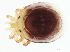  (Testudacarus sp0997A - CNC-IMS090097.027)  @14 [ ] CreativeCommons - Attribution (2010) CBG Photography Group Centre for Biodiversity Genomics