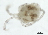  (Atractides sp0997A - CNC-IMS090097.031)  @11 [ ] CreativeCommons - Attribution (2010) CBG Photography Group Centre for Biodiversity Genomics