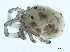  (Atractides sp0999B - CNC-IMS090099.027)  @11 [ ] CreativeCommons - Attribution (2010) CBG Photography Group Centre for Biodiversity Genomics