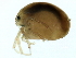  ( - CNC-IMS090103.006)  @13 [ ] CreativeCommons - Attribution (2010) CBG Photography Group Centre for Biodiversity Genomics