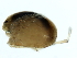  ( - CNC-IMS090103.007)  @12 [ ] CreativeCommons - Attribution (2010) CBG Photography Group Centre for Biodiversity Genomics