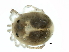  ( - CNC-IMS090103.070)  @14 [ ] CreativeCommons - Attribution (2010) CBG Photography Group Centre for Biodiversity Genomics