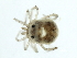  (Neotiphys - CNC-IMS090104.001)  @14 [ ] CreativeCommons - Attribution (2010) CBG Photography Group Centre for Biodiversity Genomics