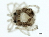  ( - CNC-IMS090104.002)  @11 [ ] CreativeCommons - Attribution (2010) CBG Photography Group Centre for Biodiversity Genomics