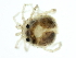  ( - CNC-IMS090104.006)  @13 [ ] CreativeCommons - Attribution (2010) CBG Photography Group Centre for Biodiversity Genomics