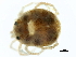  ( - CNC-IMS090104.008)  @13 [ ] CreativeCommons - Attribution (2010) CBG Photography Group Centre for Biodiversity Genomics