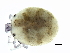  ( - CNC-IMS090126.008)  @14 [ ] CreativeCommons - Attribution (2010) CBG Photography Group Centre for Biodiversity Genomics