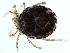  ( - CNC-IMS090126.018)  @13 [ ] CreativeCommons - Attribution (2010) CBG Photography Group Centre for Biodiversity Genomics