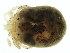  ( - CNC-IMS090126.032)  @12 [ ] CreativeCommons - Attribution (2010) CBG Photography Group Centre for Biodiversity Genomics