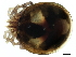  (Monatractides sp090126A - CNC-IMS090126.038)  @11 [ ] CreativeCommons - Attribution (2010) CBG Photography Group Centre for Biodiversity Genomics