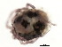  (Atractides sp0994A - CNC-IMS090094.022)  @11 [ ] CreativeCommons - Attribution (2010) CBG Photography Group Centre for Biodiversity Genomics