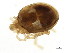  ( - CNC-IMS090095.030)  @13 [ ] CreativeCommons - Attribution (2010) CBG Photography Group Centre for Biodiversity Genomics