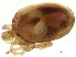  ( - CNC-IMS090095.031)  @11 [ ] CreativeCommons - Attribution (2010) CBG Photography Group Centre for Biodiversity Genomics