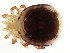  ( - CNC-IMS090095.037)  @13 [ ] CreativeCommons - Attribution (2010) CBG Photography Group Centre for Biodiversity Genomics