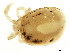  ( - CNC-IMS090095.075)  @11 [ ] CreativeCommons - Attribution (2010) CBG Photography Group Centre for Biodiversity Genomics