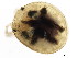  ( - CNC-IMS090095.090)  @12 [ ] CreativeCommons - Attribution (2010) CBG Photography Group Centre for Biodiversity Genomics