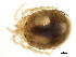  (Monatractides sp0996A - CNC-IMS090096.005)  @11 [ ] CreativeCommons - Attribution (2010) CBG Photography Group Centre for Biodiversity Genomics