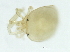  ( - CNC-IMS090097.059)  @13 [ ] CreativeCommons - Attribution (2010) CBG Photography Group Centre for Biodiversity Genomics