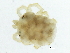  (Protzia sp0999A - CNC-IMS090099.001)  @13 [ ] CreativeCommons - Attribution (2010) CBG Photography Group Centre for Biodiversity Genomics