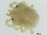  ( - CNC-IMS090099.002)  @13 [ ] CreativeCommons - Attribution (2010) CBG Photography Group Centre for Biodiversity Genomics