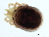  (Testudacarus sp0999A - CNC-IMS090099.030)  @14 [ ] CreativeCommons - Attribution (2010) CBG Photography Group Centre for Biodiversity Genomics