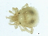  (Volsellacarus sp0999A - CNC-IMS090099.059)  @14 [ ] CreativeCommons - Attribution (2010) CBG Photography Group Centre for Biodiversity Genomics