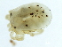  (Parathyas sp09100A - CNC-IMS090100.004)  @14 [ ] CreativeCommons - Attribution (2010) CBG Photography Group Centre for Biodiversity Genomics